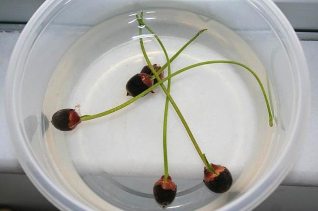 碗莲发完芽之后应该怎么养殖,用碗莲的种子养殖多久可以开花