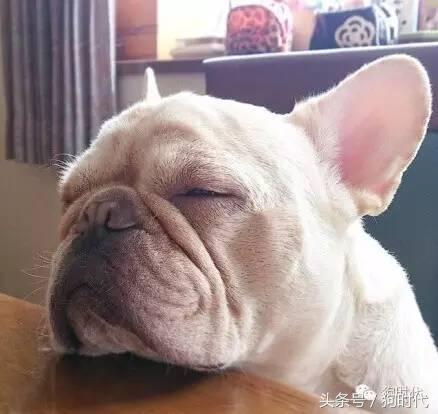 夏日养狗如何预防中暑,养狗的常识铲屎官