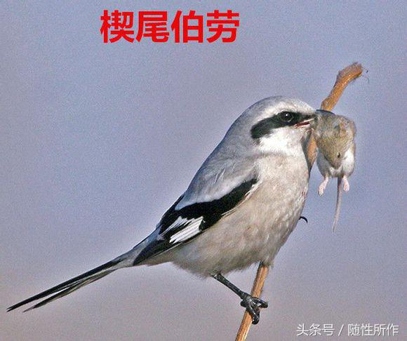 饲养伯劳的最佳温度是多少,伯劳饲养对身体有什么危害