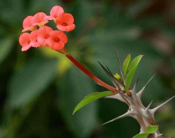 这五种家居植物千万别放在家里,小心皮肤过敏,双眼失明!