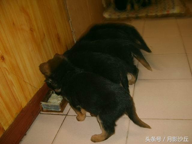 母德牧犬生理期怎么照顾,德牧产后用什么药消炎