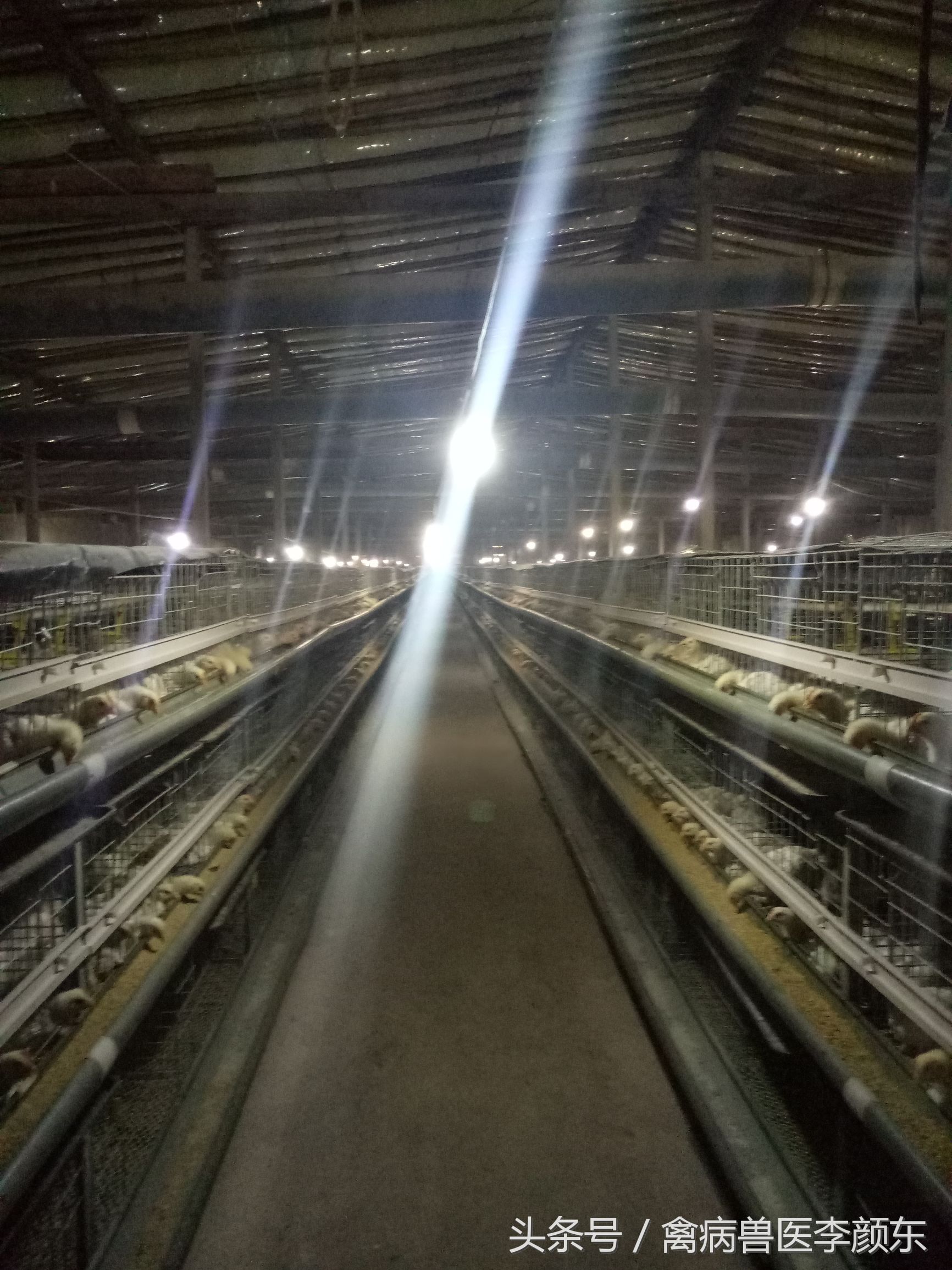 养鸡中暑良方大全,解决鸡中暑的最佳方法