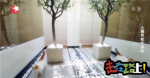 人猫共存空间设计,两只公猫两只母猫的房间怎么设计