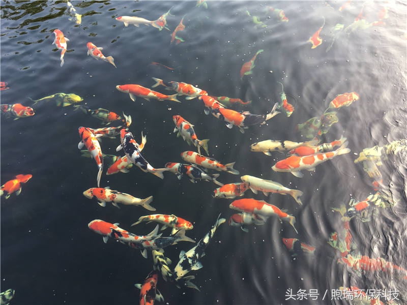 锦鲤养殖的水质指标您了解吗？