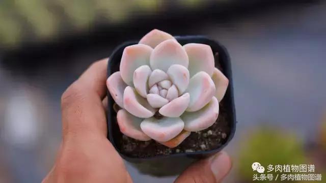 扦插多肉叶片化水了怎么办,多肉化水的叶子要摘除吗