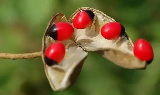 520来了自己送自己玫瑰,520来了最想收到的礼物