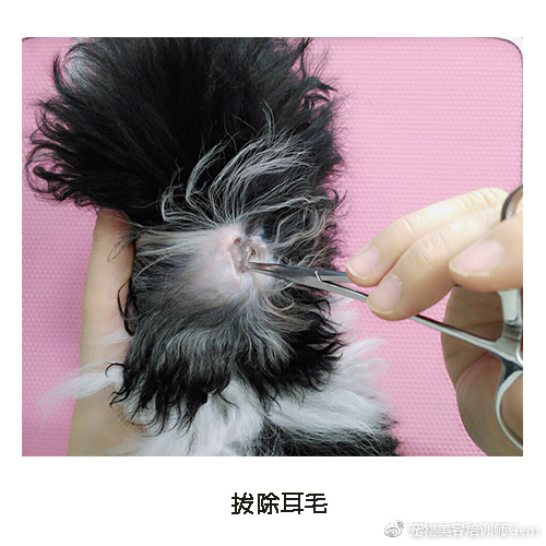 宠物耳道清洁,宠物美容学校30天能学到什么