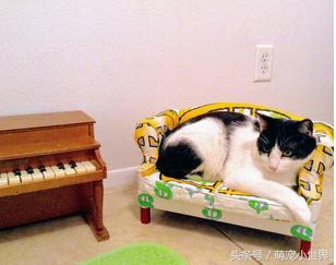 给猫咪装饰客厅,爱猫的主人