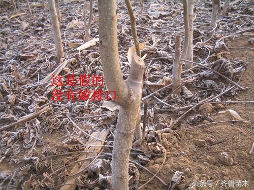 什么样的果树嫁接成功率高,怎样识别果树嫁接真假