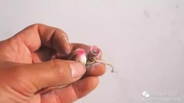 室内种多肉怎么防止腐黑,多肉防止腐黑药