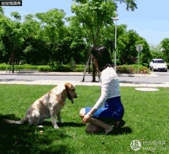 简单训犬小技能,简单学训犬