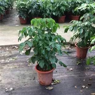 绿宝怎么养不会掉叶,绿宝冬天叶子发黄怎么办