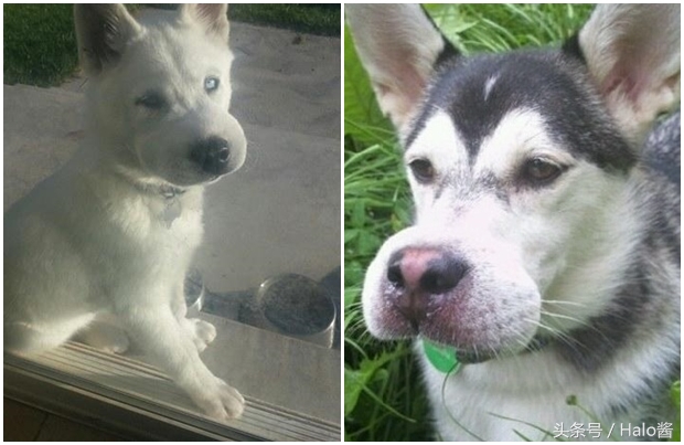 哭笑不得！猫狗大战蜜蜂后……主人该如何及时护理？