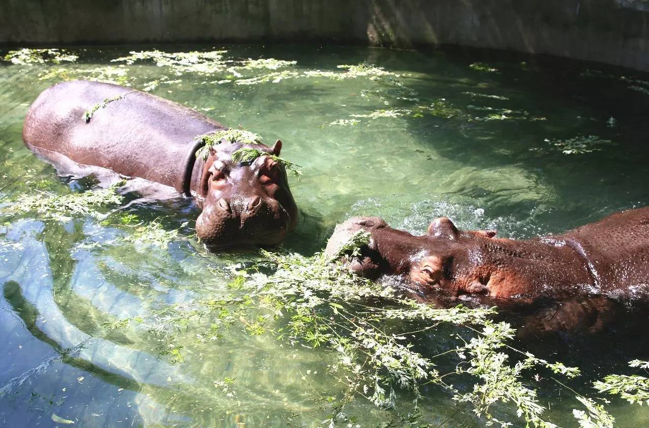 端午节河马夫妇享受浪漫艾草浴，你们端午在干什么？