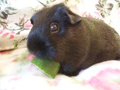 豚鼠应该怎么样饲养