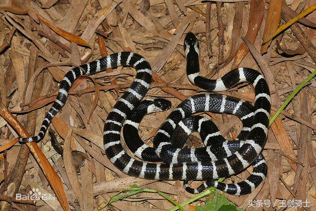 世界十大毒蛇排行榜前十名有哪些,世界十大毒蛇排行榜泰坦蟒