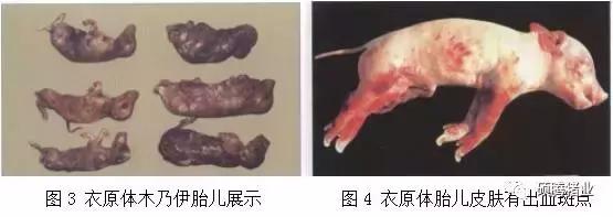 “瑞多康”+“瑞安欣”双剑合一：猪场扫除衣原体和弓形体的法宝