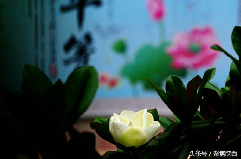 宝鸡：广玉兰我的最爱你是那样的高雅