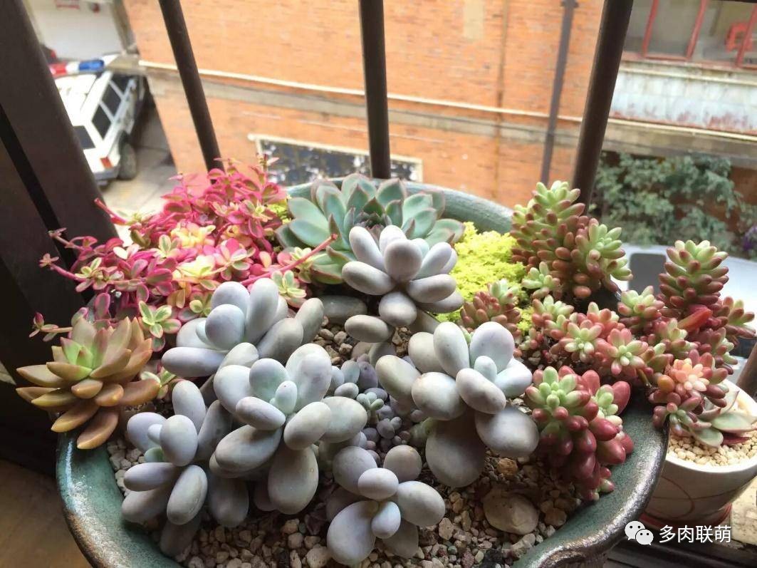 韩系美人多肉,稀有的美人系多肉