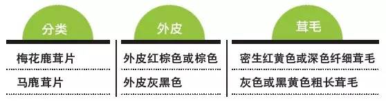 与鹿茸相似的中药,中药鹿茸如何单独煎