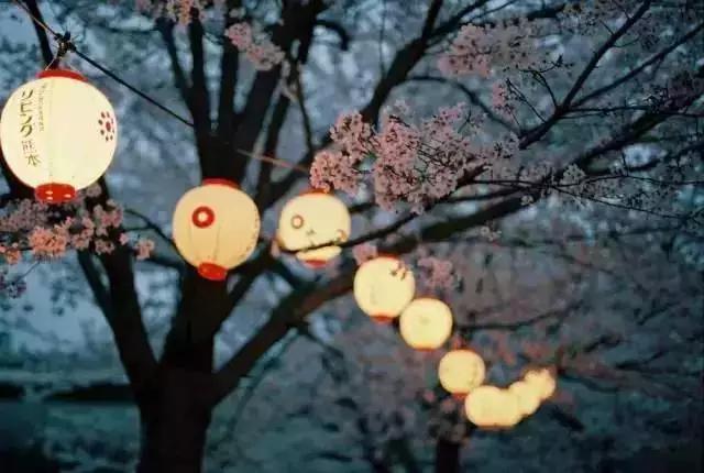 2020年日本樱花季观赏最全攻略,樱花节要来啦