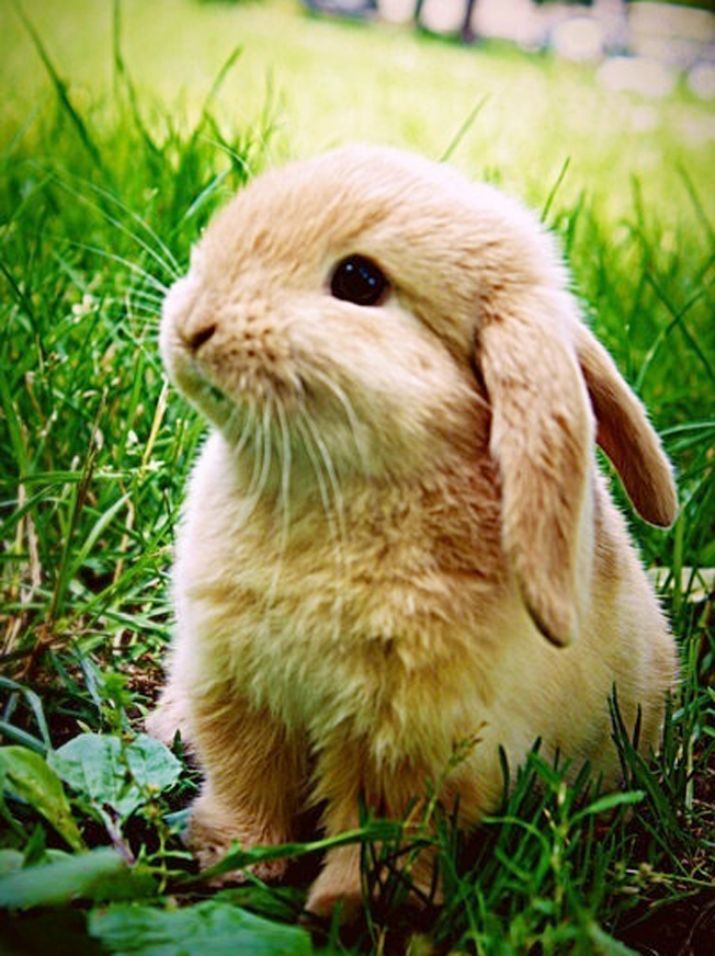 你还在为家中小兔子随地大小便而烦恼么？教你几招，从此不再烦恼