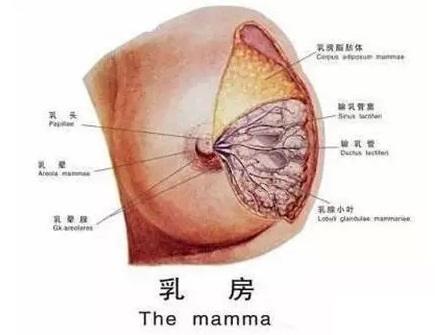 怎么祛除腹部湿气寒气,祛除体内湿气寒气的药