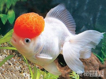 动物是怎么睡觉的教学,动物怎样睡觉的图片