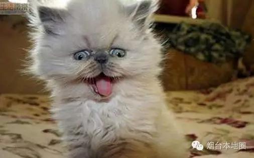 淄博和烟台差距大吗,烟台和青岛差距多大