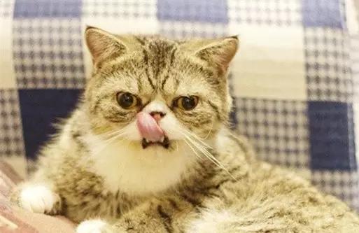 广州宠物咖啡馆,广州宠物咖啡厅推荐