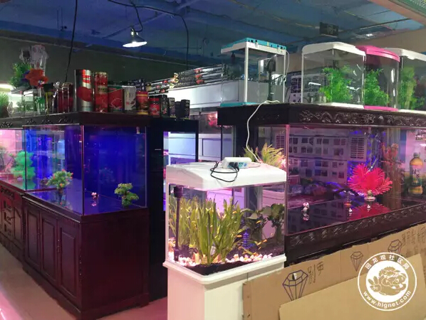 北京回龙观花鸟鱼虫,昌平回龙观附近的花鸟鱼虫市场