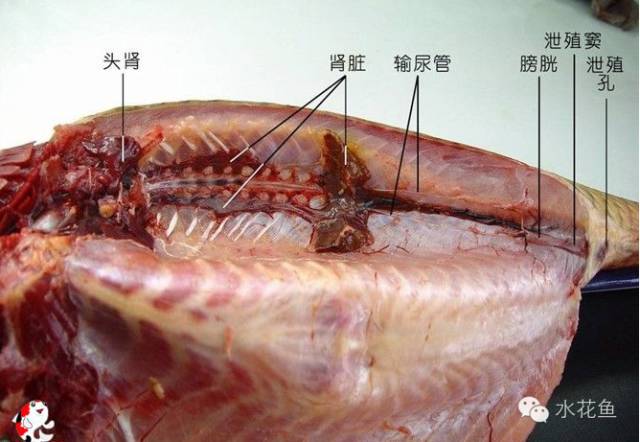 鱼的解剖及内部结构观察,鱼的内部构造讲解