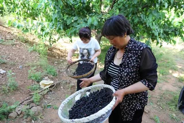 桑葚园采摘技巧,蓟州白桑葚鲜果
