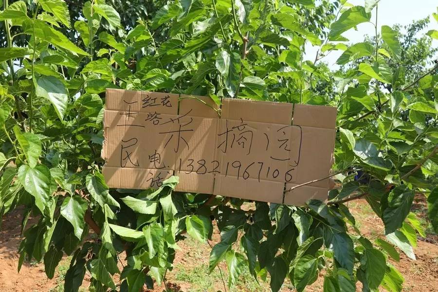 桑葚园采摘技巧,蓟州白桑葚鲜果