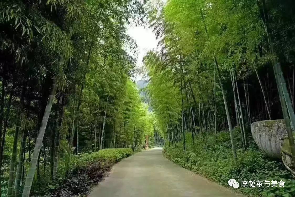 溧阳白茶:天目湖的一泓净水