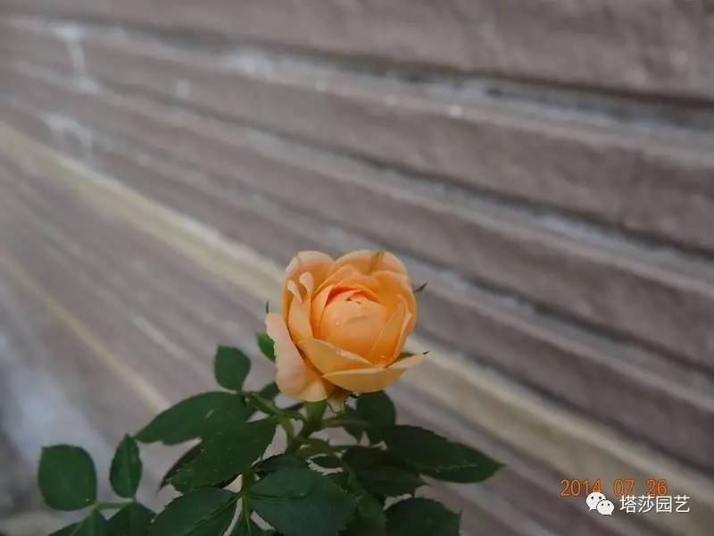 小城花事，泥土中滋生的花园梦