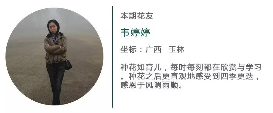 小城花事，泥土中滋生的花园梦