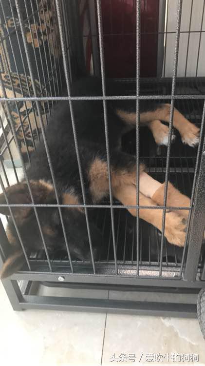 细小治愈全过程,细小治愈后的后遗症