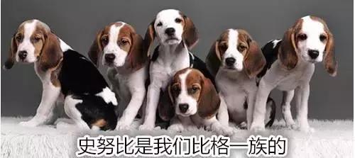 史努比是什么样的狗狗,长得像史努比的小型犬