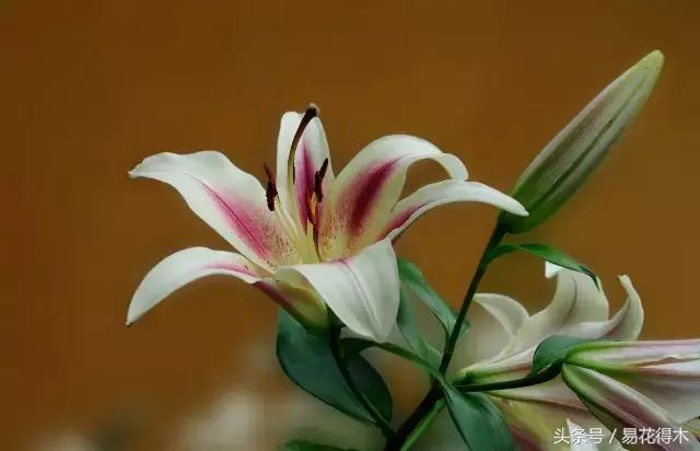 地栽百合花种球会自己繁殖吗,百合花的栽培视频