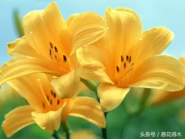 地栽百合花种球会自己繁殖吗,百合花的栽培视频