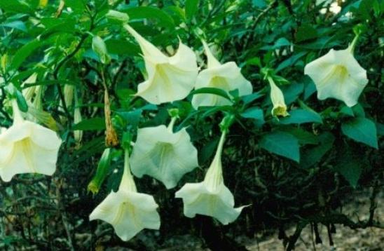 汗蒙药是什么,汗蒙药是啥