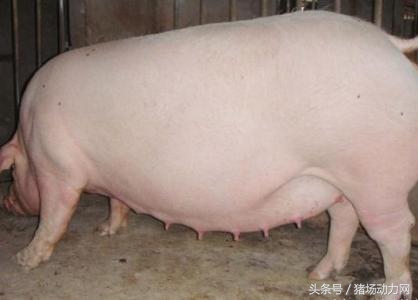 母猪产前需要做哪些工作,母猪产前产后做哪些预防