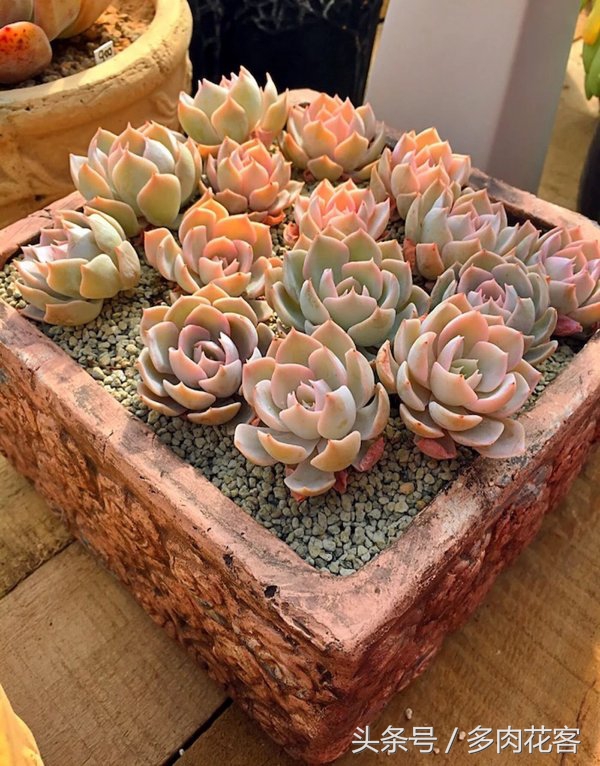 多肉植物休眠期养护方法,多肉植物是冬天休眠还是夏天休眠