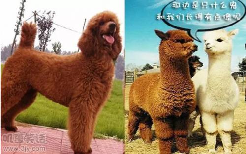 结婚堵门要红包搞笑问题,结婚堵门搞笑100个问题