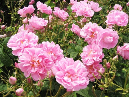 北京月季花十里花海在什么地方,月季花海等你来赏2018北京