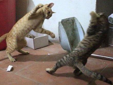 猫咪哪有那么多坏心思,猫咪的那些可爱行为