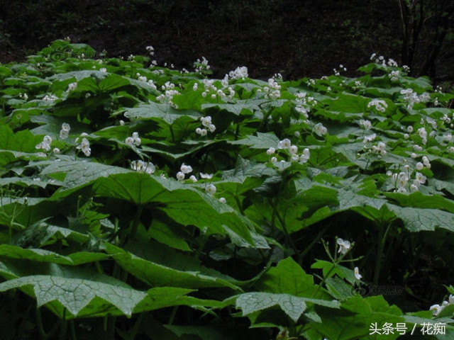 高山荷叶植物,日本山荷叶植物