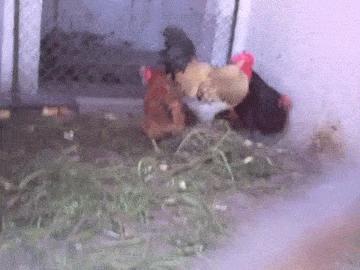 足坛那些燃爆全场的凌空抽射,足坛上不可思议的凌空抽射