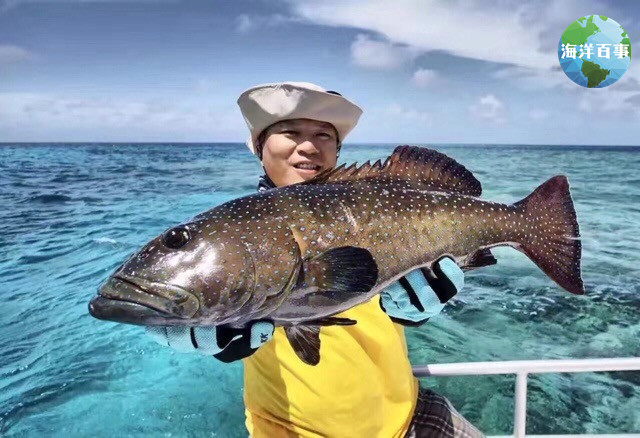 东星斑属于海鲜吗,东星斑海鲜图片